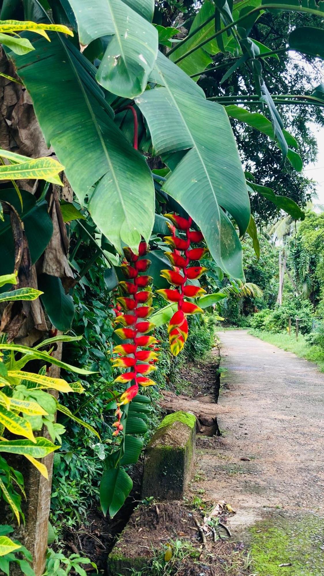 Dosemo Cabana Induruwa Buitenkant foto